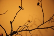 IMG 1444s